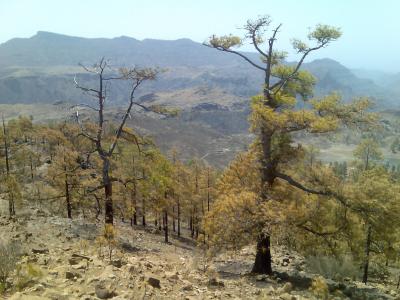 GRAN CANARIA:16 días después de controlado, el incendio no está extinguido