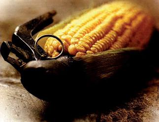 La superficie de maíz transgénico desciende en España por segundo año consecutivo